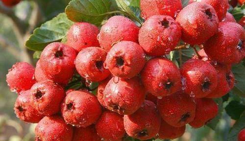 散结|乳腺增生最怕的“碱性食物”,每天吃一点,通乳散结远离乳腺癌