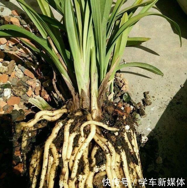俗话说养花先养根！浇水加点“生根剂”，1分钱不花，根系爆盆！