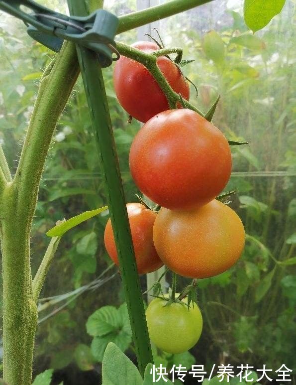 常吃4种蔬菜,能改善便秘状况,比吃药还管用