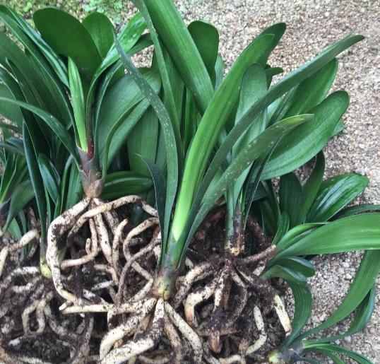 养殖君子兰盆栽,想要叶绿根茎粗得''喂点它'',在家就能自制