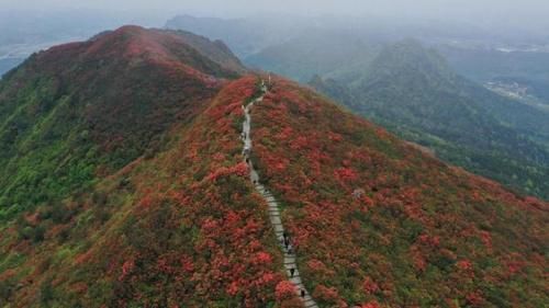 岭上花开醉游人