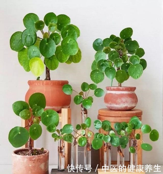 别养绿萝了,这20种耐阴植物,养在家里更合适!