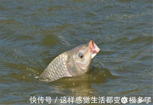 鱼儿们|窝里有鱼不咬钩?可能这5个地方有问题,钓鱼时不妨排查一下