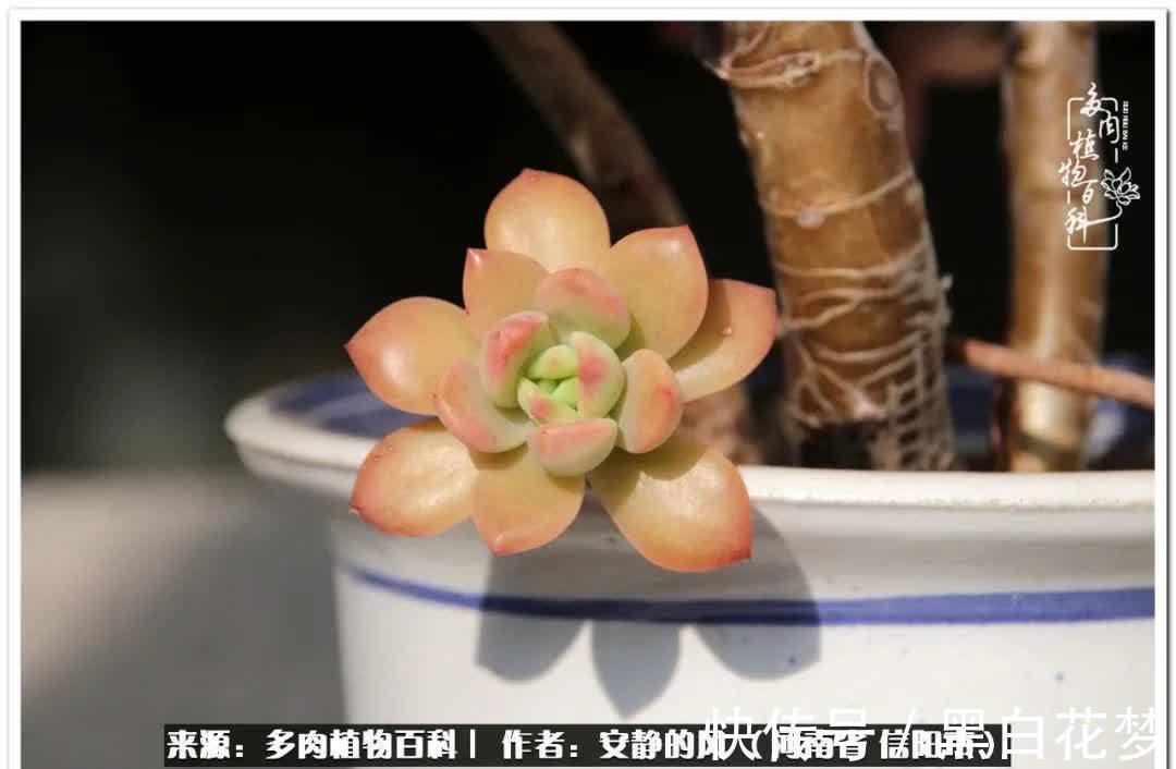 阳台多肉党的幸福生活!
