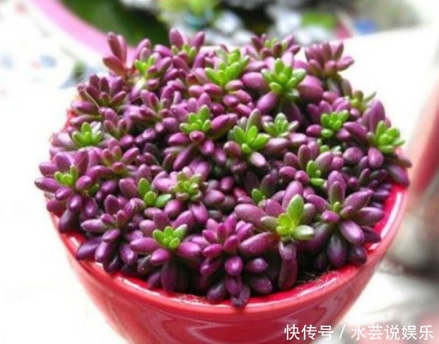 紫色|紫色好养活的多肉，外形漂亮迷人，掌握这些方法爆盆很常见