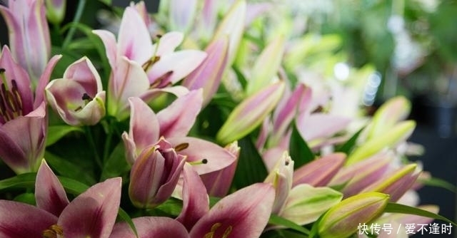 这3种“保健花”,老人养真不错,家里摆一盆,赏花修身养性!