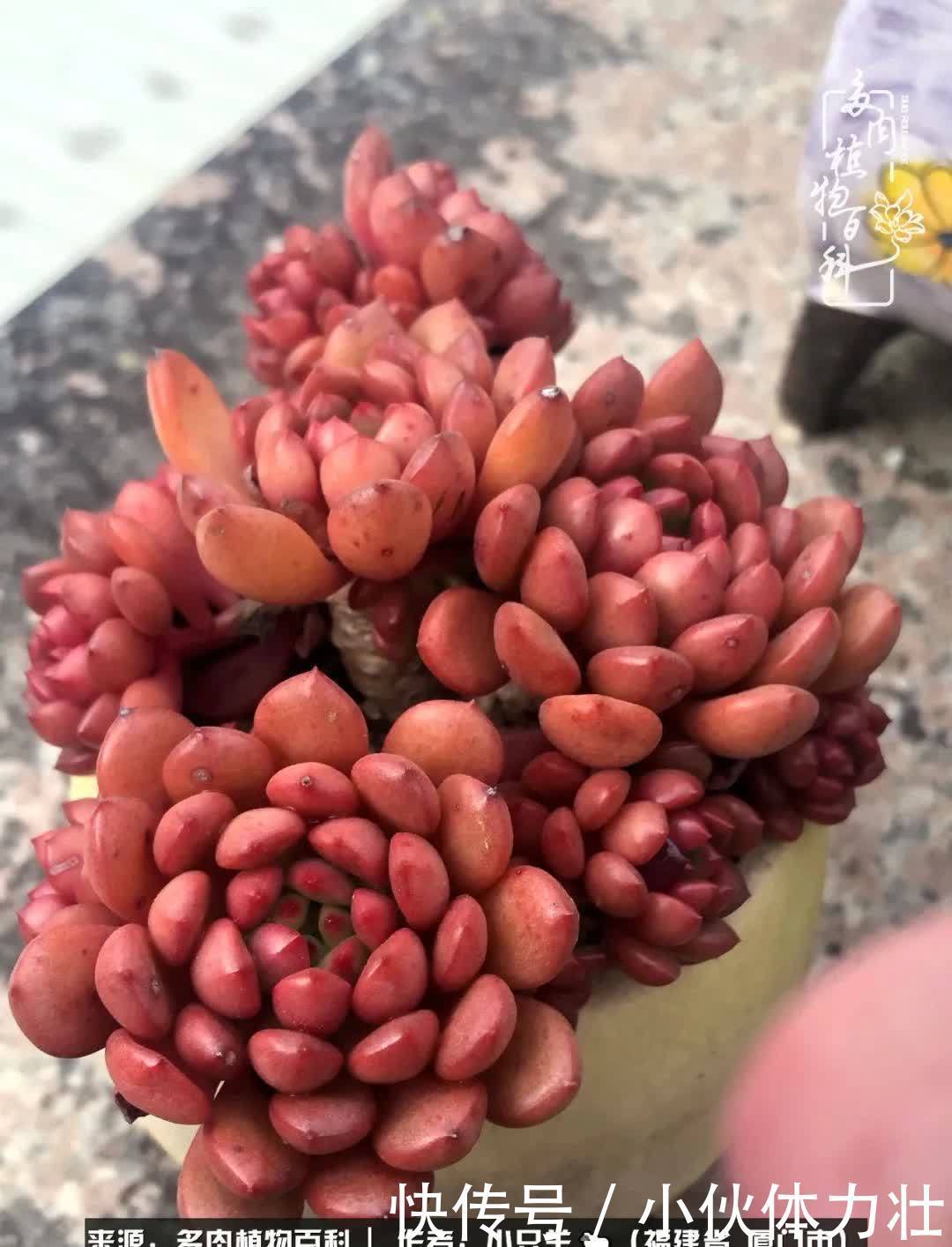 多肉,似星辰大海般的璀璨!