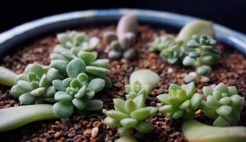 今天来看看多肉植物的无技巧扦插法，看看就能学会