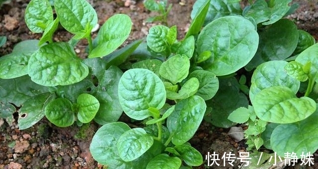 调味汁|木耳菜5种最好吃的做法,每种都简单美味,看看你喜欢吃哪种?
