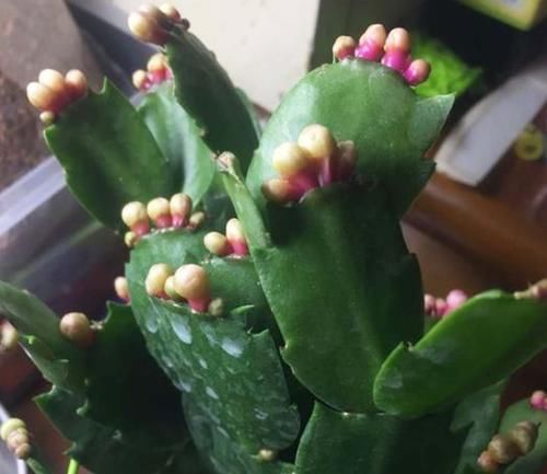 光合作用|5种花平时怕太阳晒,而到了冬天刚好相反,要多晒太阳