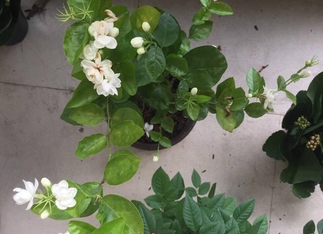 养花不用买肥料,一个小窍门,生活垃圾变成肥沃透气松软的有机肥