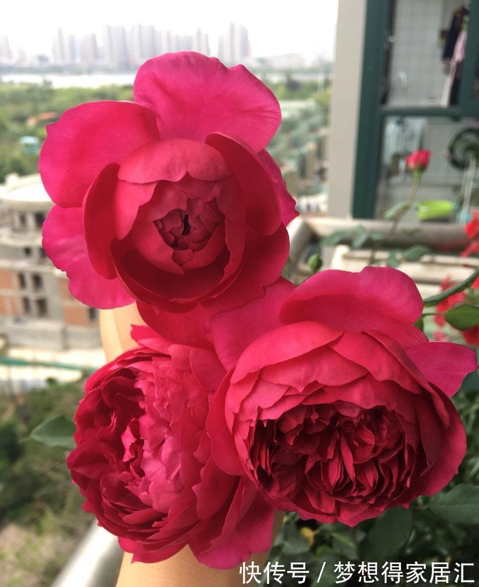 你的阳台还有位置吗?养棵“秋日胭脂”,多季有花看,赏花又闻香