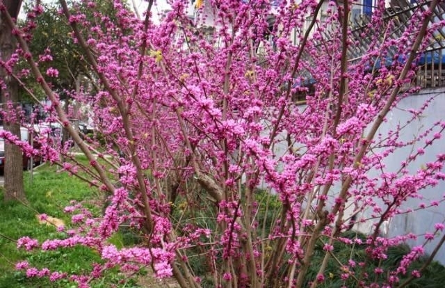 紫荆花树|紫荆花早春叶前开放，无论枝、干布满紫色花朵，艳丽可爱