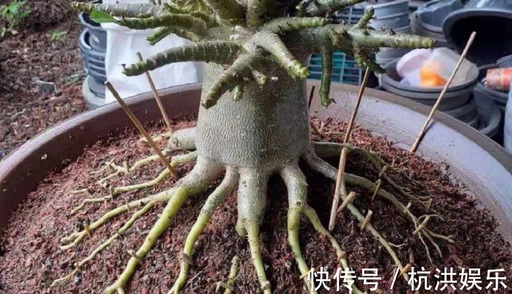 沙漠玫瑰“烂茎”不要放弃,掌握救治技巧,让它长出“八爪根”