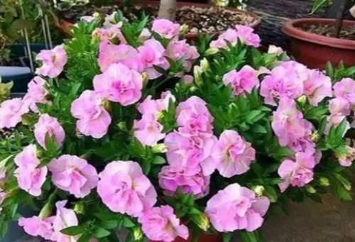 4种花全年都开花，养在阳台特合适，花开不断，还能旺财！