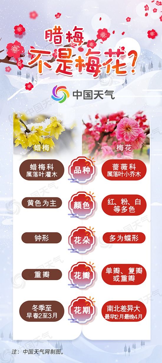 梅谱|踏雪寻梅暗香来 2022赏梅花地图带你一览梅花风姿