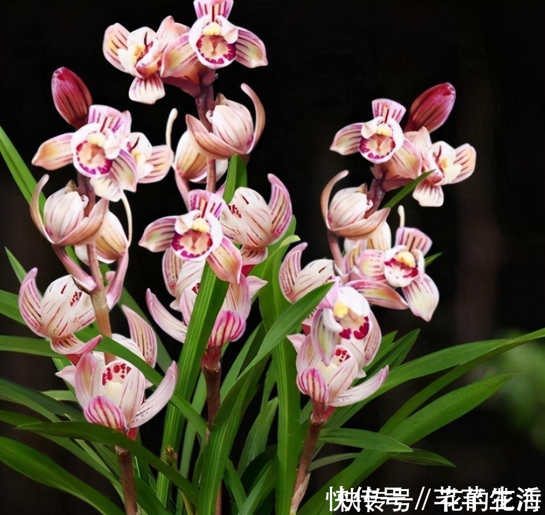 花色|它是国兰色花第一兰,花瓣由金变黄,少见的荷瓣兰,收藏价值高