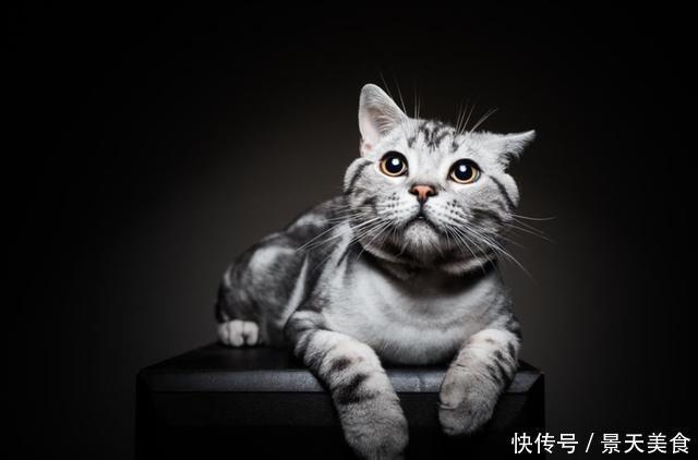 英短是长毛猫还是短毛猫