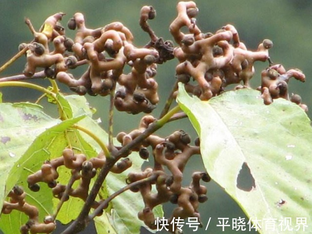 千杯不醉|一种长得像木头疙瘩的甜果,李时珍称它“千杯不醉”,越喝越霸气