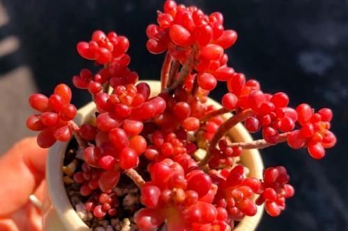 多肉|多肉养成猪肝色怎么办？掌握好些方法，来年就不会重蹈覆辙了