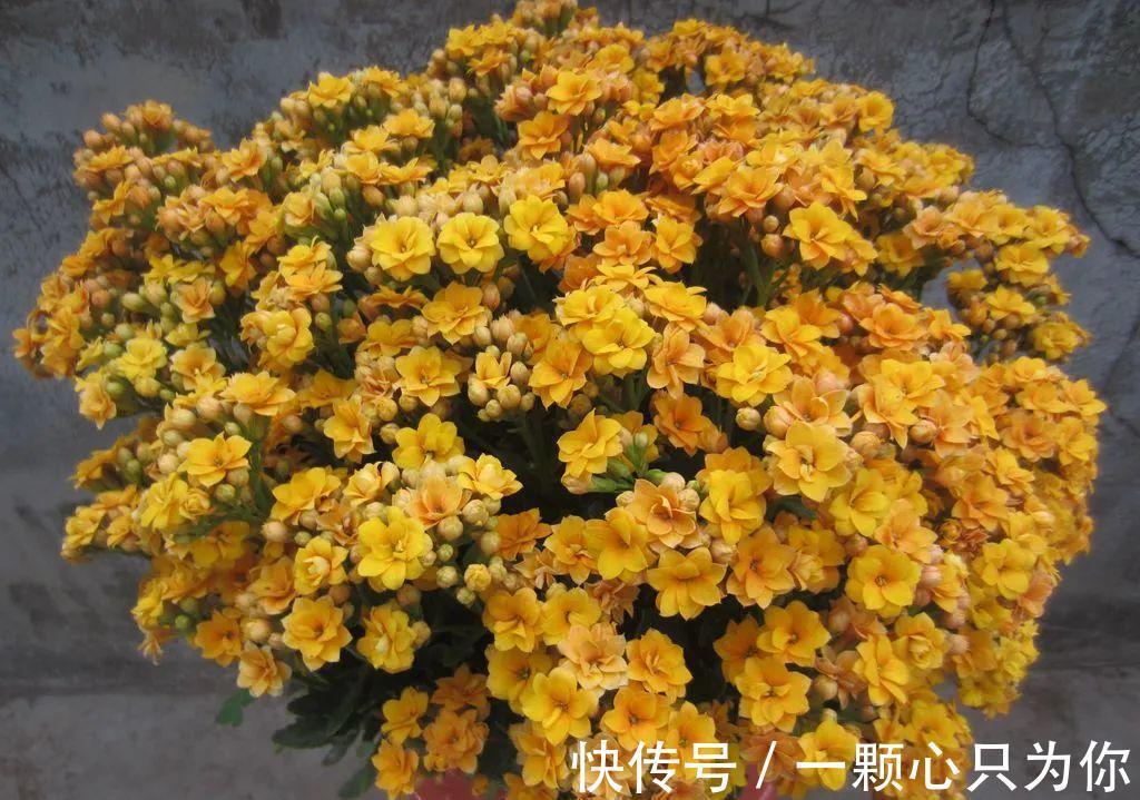 花苞|长寿花开成“大花球”，是怎样“炼成的”？5个小技巧，照做就行