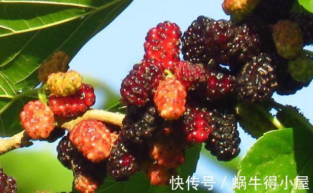 寒性食物|桑葚好吃却不可乱吃，吃桑葚有1大禁忌，为健康了解一下