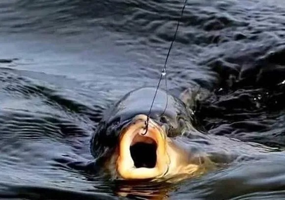 钓友们请注意!如果你喜欢晚上野钓的话,此文必看!