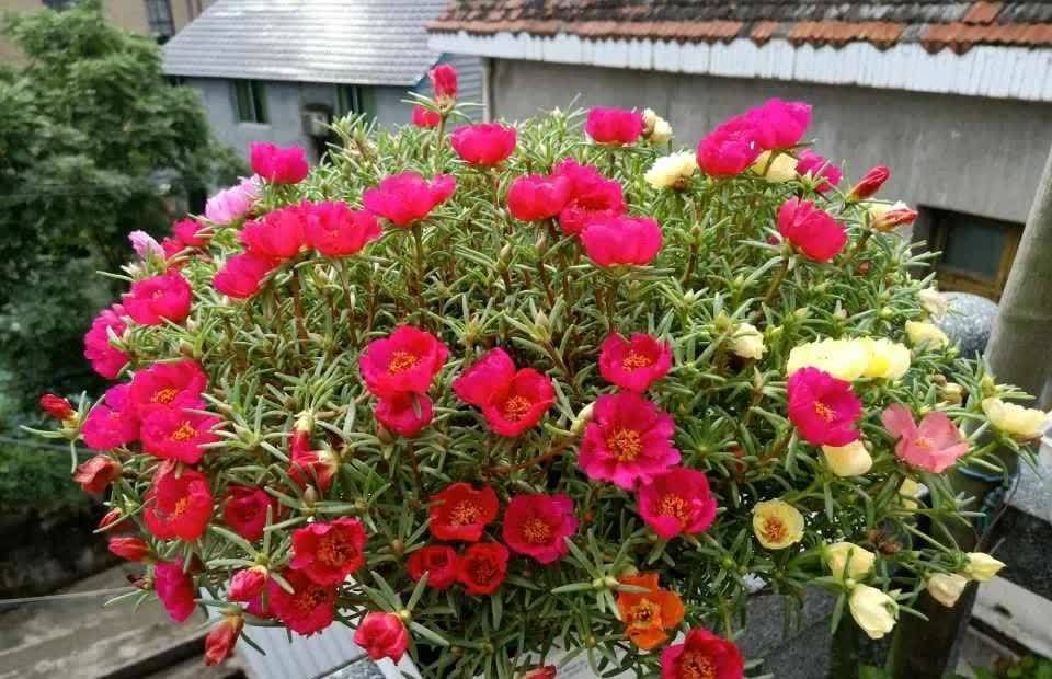 养3种简单的花,便宜好看,一开一大片,家里变得越来越美