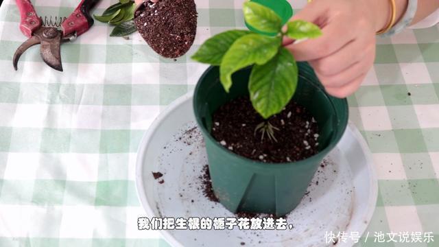 修剪|栀子花扦插很简单,修剪完的枝条不要扔,注意几点生根速度快