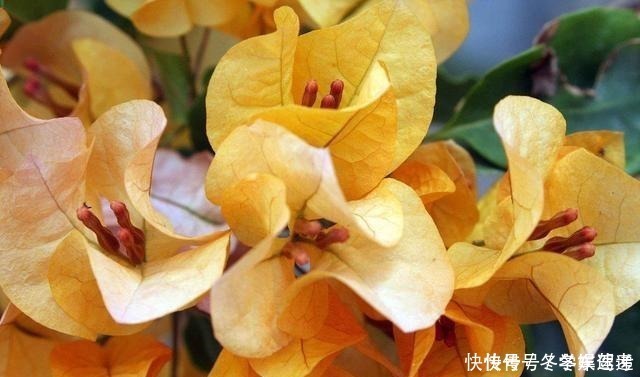 修剪|想让三角梅快速复花,修剪后别忘记做2件事,否则开花又要等好久!