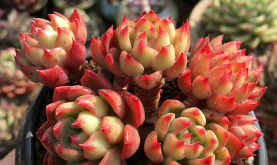 按这4个要求盆栽,多肉娜娜小勾呼呼疯长,叶尖一年四季红艳艳