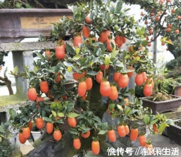 月季|居家就养此款花卉,开花大又香,开出一片花海