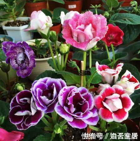 仙气十足的几款花卉,繁花似锦,花开一茬又一茬,美极了