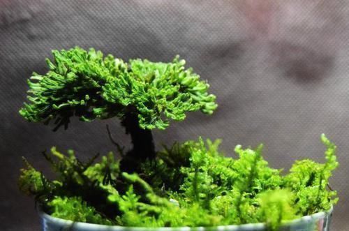 卷柏|它是花卉界的“小强”，5年不浇水也能活，检测环境，做盆景更棒