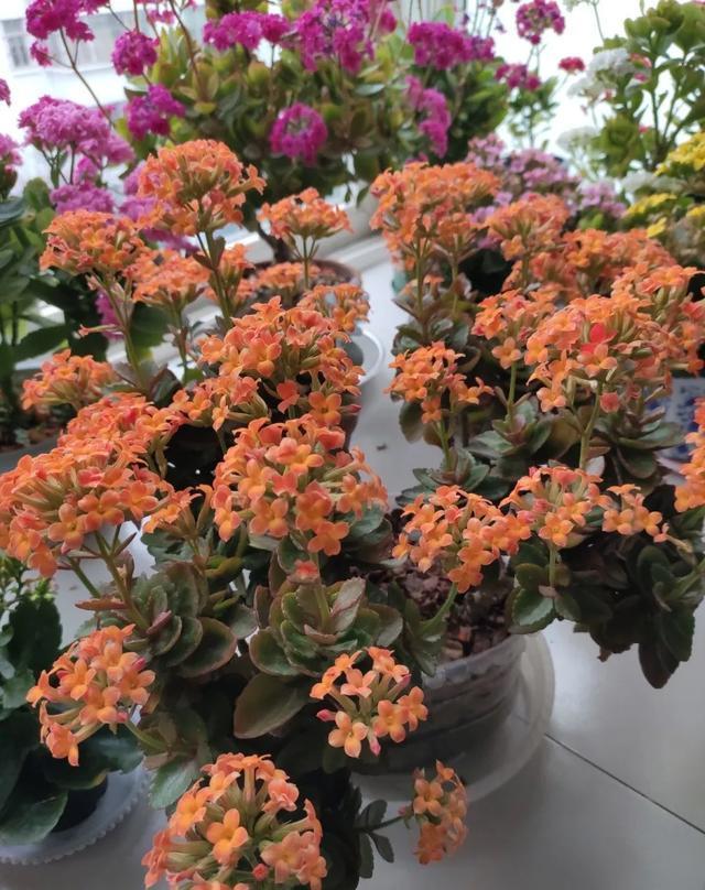 家里养盆虎皮兰,小花盆、挤着养,疯狂开花爆小崽!