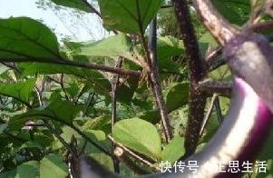 茄条|茄子和它是天生一对，一周吃一次，可以健胃补肾，气色更好了！