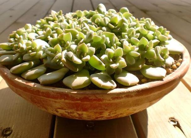 扦插|教你在家用塑料瓶养多肉,不用土就能扦插叶片,成活率贼高