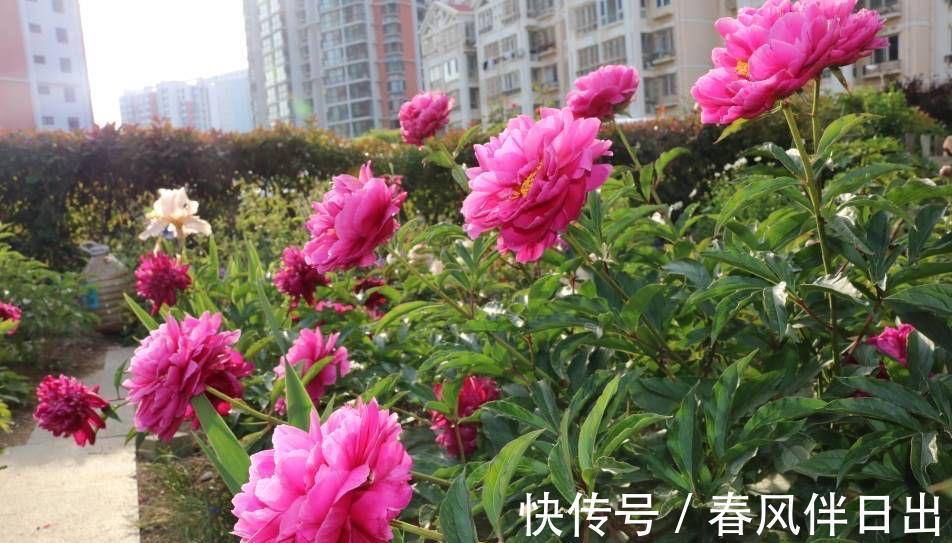 夏天|院子里养四种花，夏天冬天都不怕，花大艳丽，好看又顽强