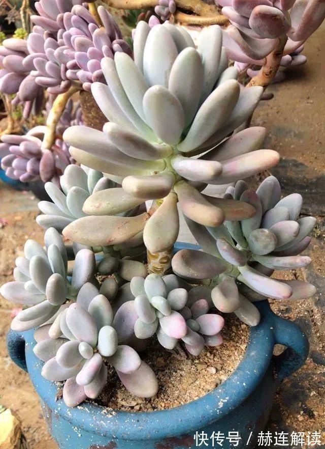 艾伦|姐姐养了9年的多肉,没有买肥就用它,个个长成精!