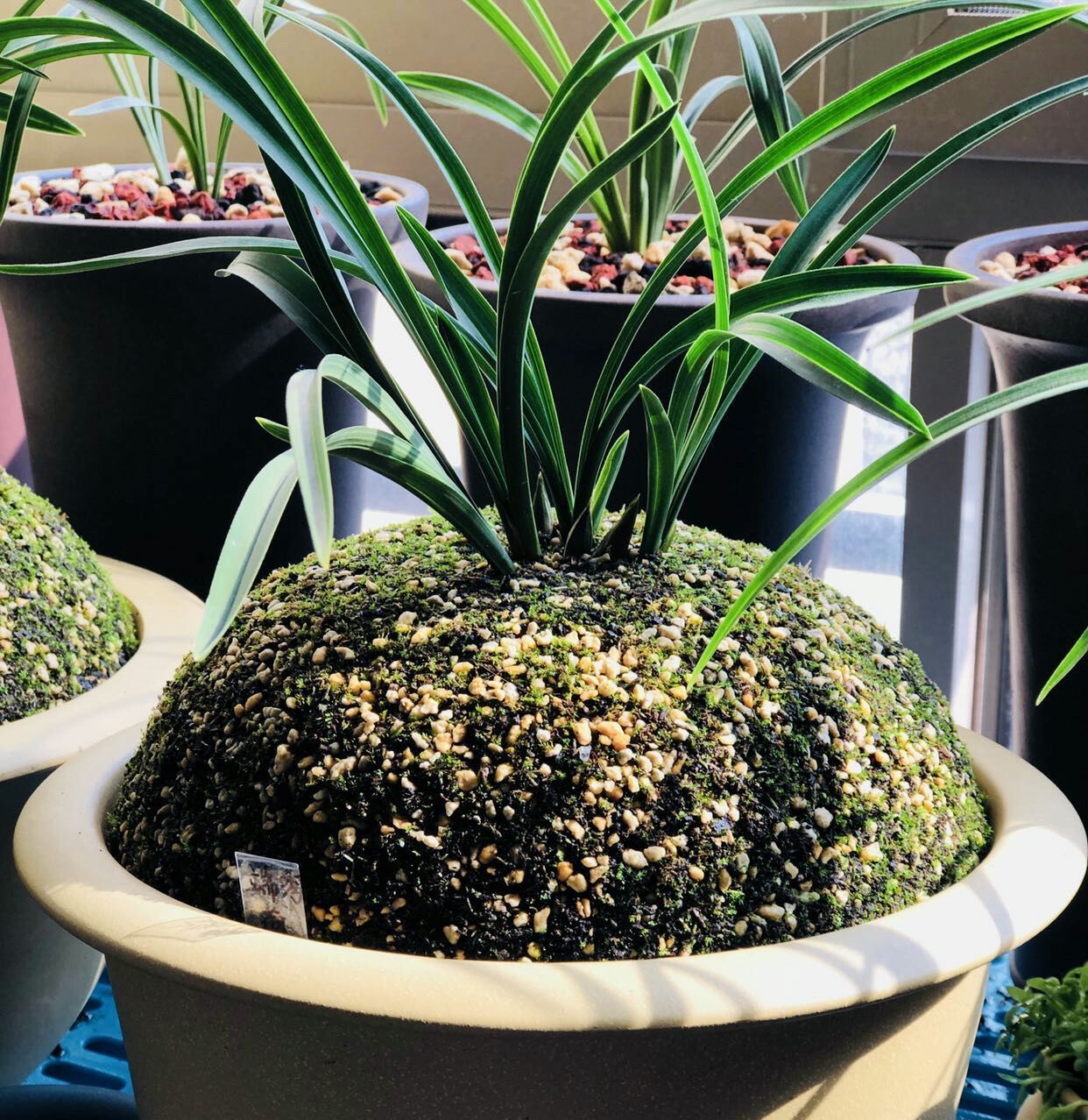 种植兰花用浅盆好还是用深盆好十年兰花老农给出了答案