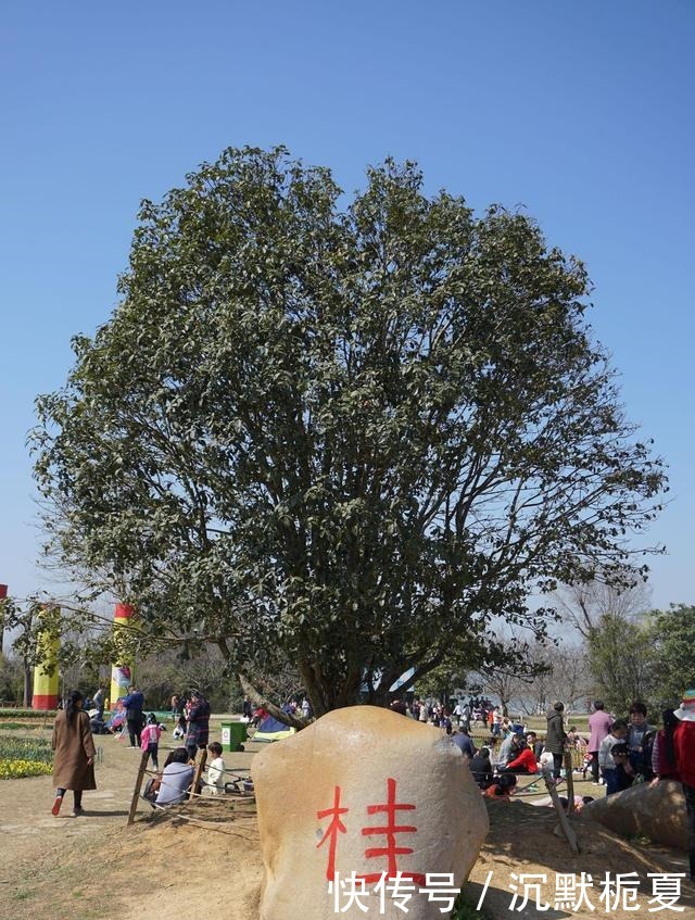 有院子就种4种树,老祖宗留下的“顺口溜”,不是没有道理!