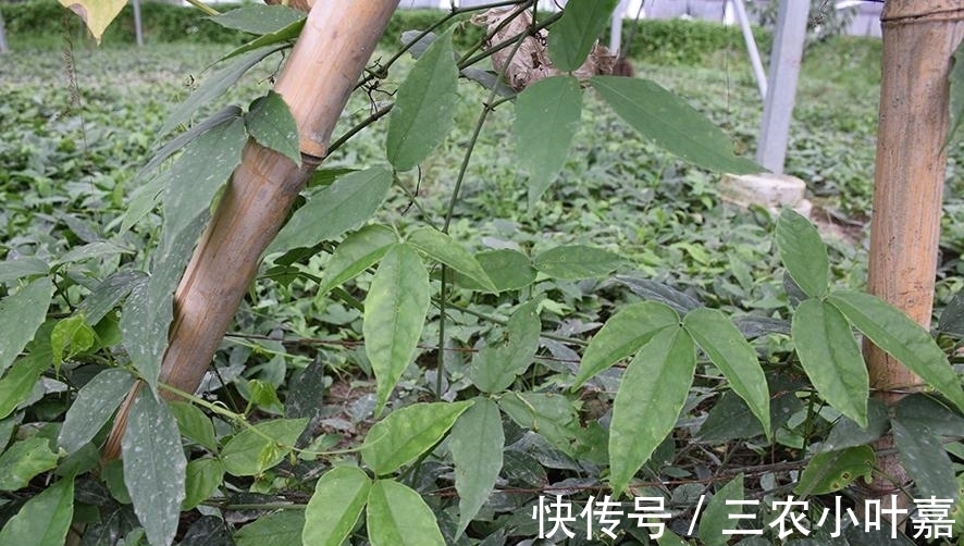 植物名实图考|这种抗癌的中草药只有中国特有,你们家乡有吗?