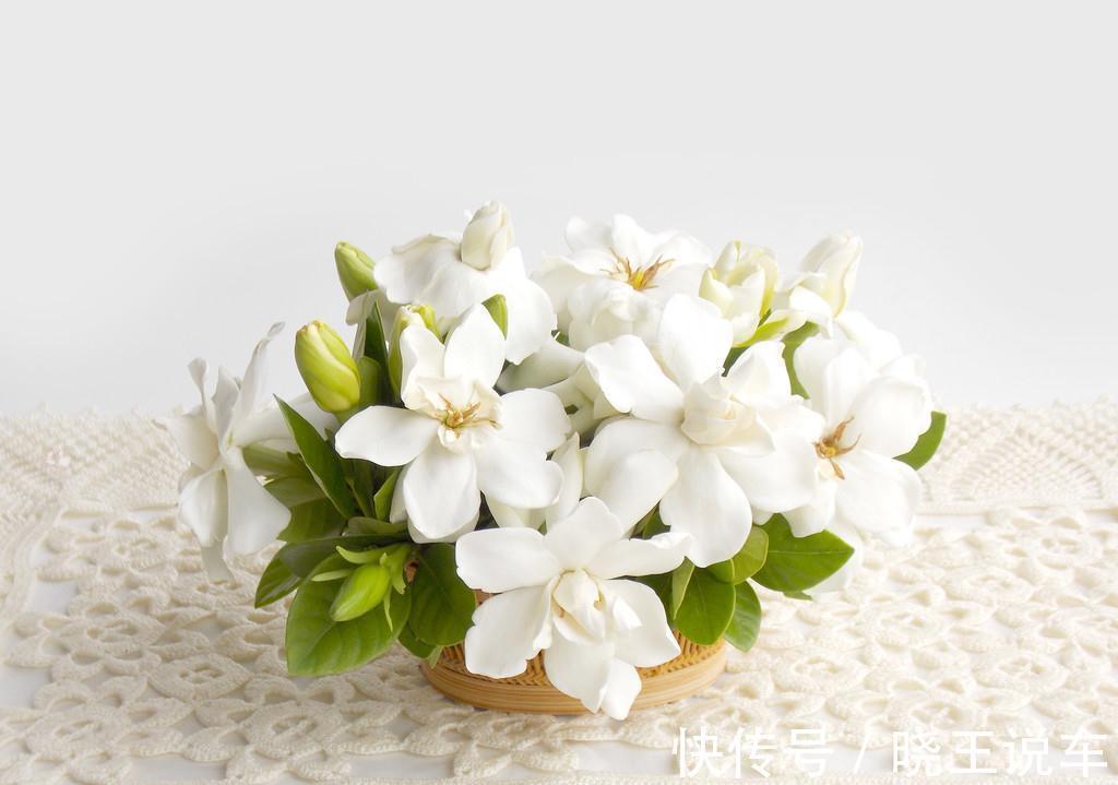 养花7年总结的小经验，希望对你有帮助