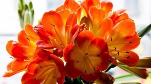 家养君子兰，这一种“好物”不要扔，埋在土壤里，花芽呼呼冒