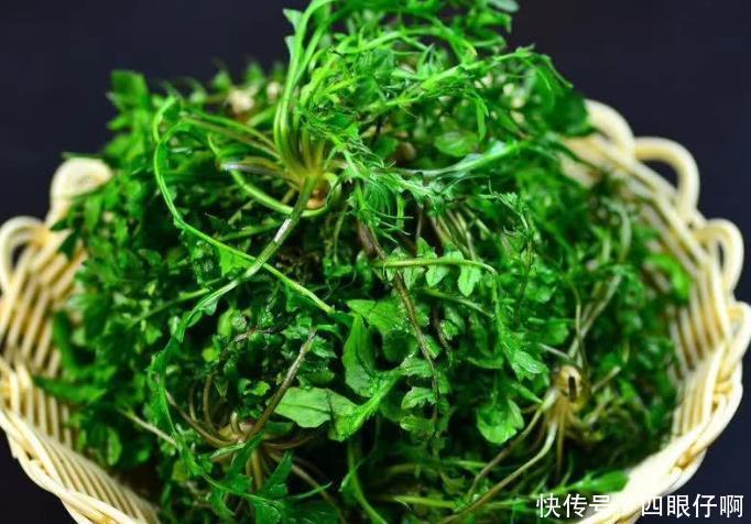 备受冷落的农村野草,古代却是治病良药,老人经常服用延年益寿