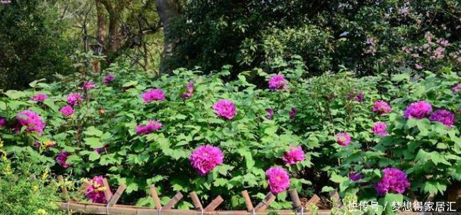绝技|20年的养花经验,告诉你4个绝技,保证养花不死