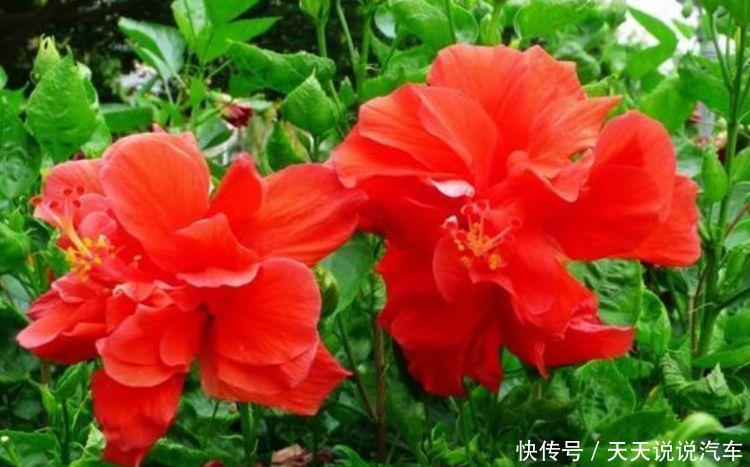 开花绚丽夺目的漂亮花卉,花香清新宜人,家养易爆盆