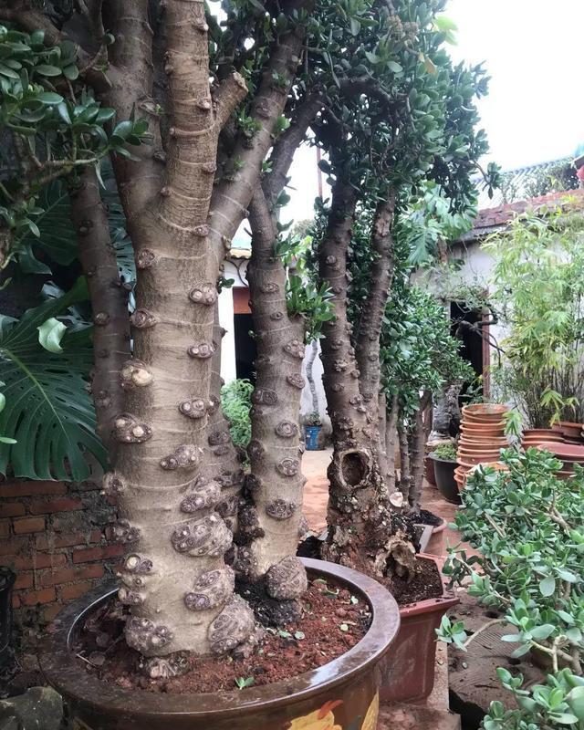 玉树修剪“3个重点”,养成百年大老树,全靠这一剪,越剪越值钱