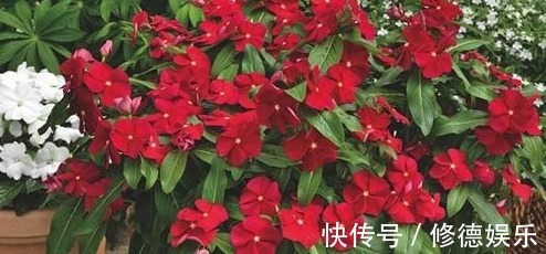 四季海棠|养花是一种生活乐趣，5种易开花的花卉，一年四季花开不断！