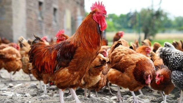 淋巴结|鸡很有营养，但是少吃三个器官，容易患上疾病，尤其是对儿童来说